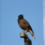 怪我していたカラスをイジメっ子達から守った。すると…