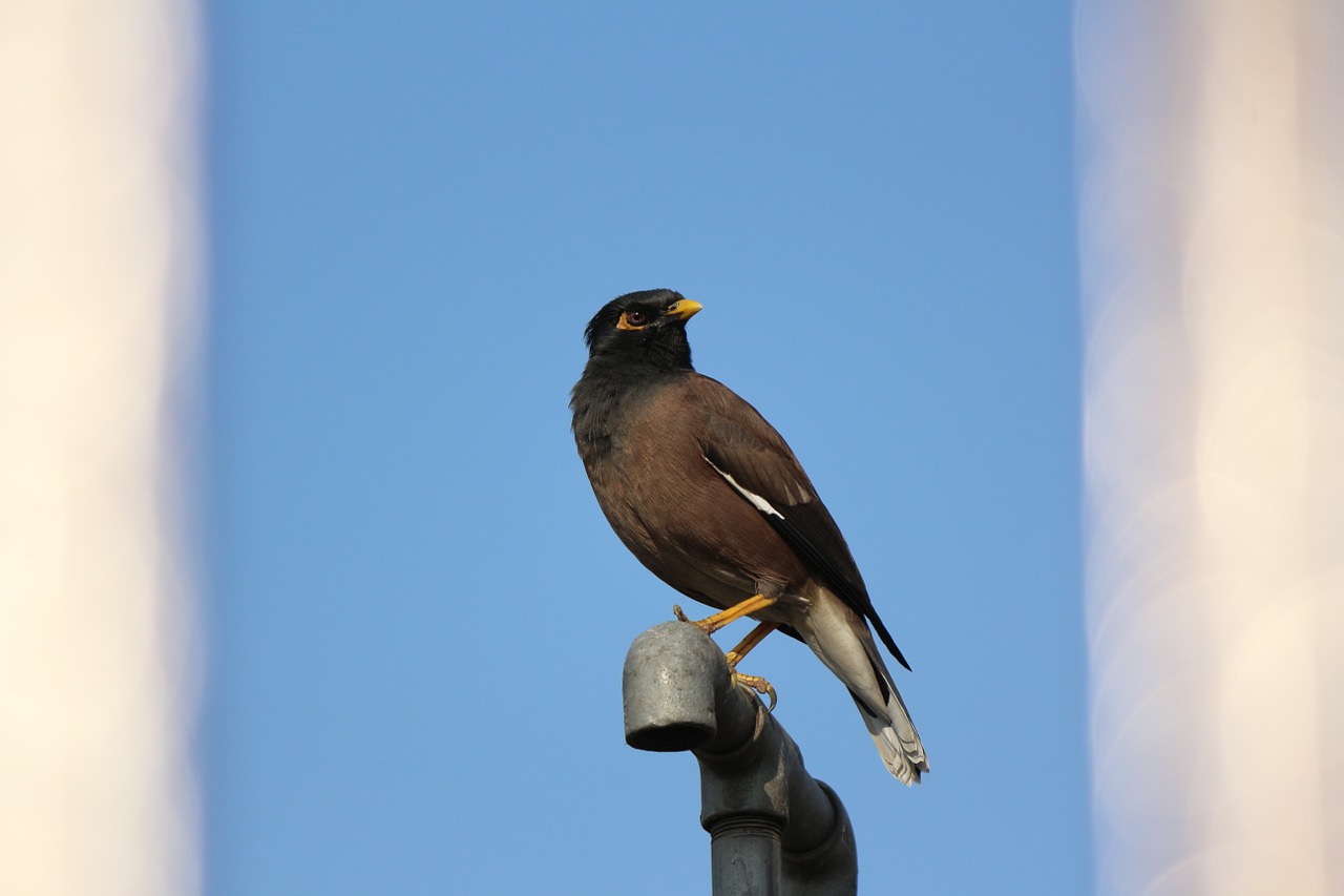 怪我していたカラスをイジメっ子達から守った。すると…